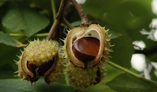 use of chestnuts for the treatment of prostatitis