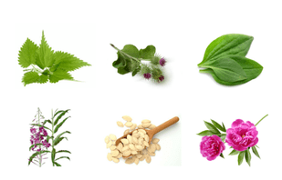 herbs for prostatitis